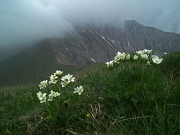 39 Anemoni narcissiflora con vista in Pizzo di Roncobello...